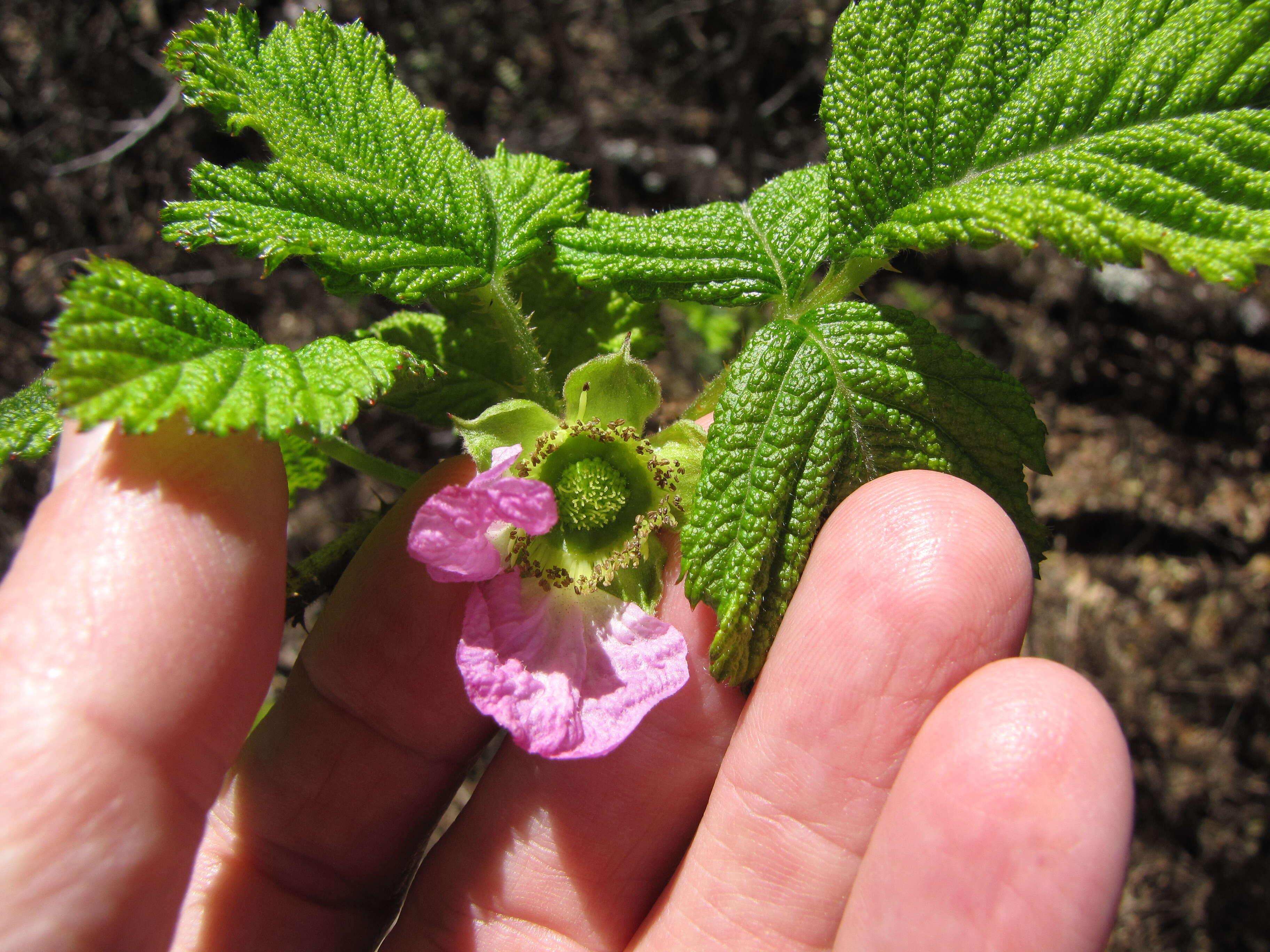 Слика од Rubus hawaiensis A. Gray