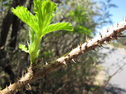 Слика од Rubus hawaiensis A. Gray