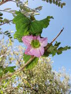 Слика од Rubus hawaiensis A. Gray