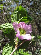 Слика од Rubus hawaiensis A. Gray