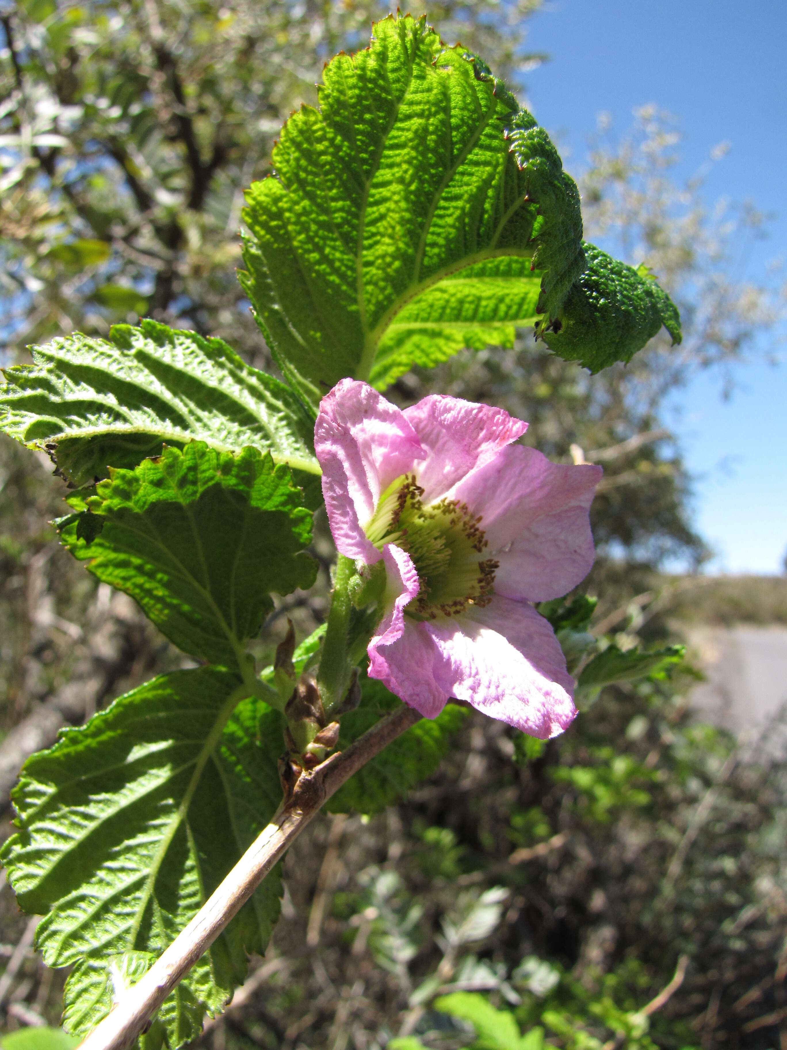 Слика од Rubus hawaiensis A. Gray