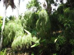 Image of Otatea acuminata (Munro) C. E. Calderón ex Soderstr.