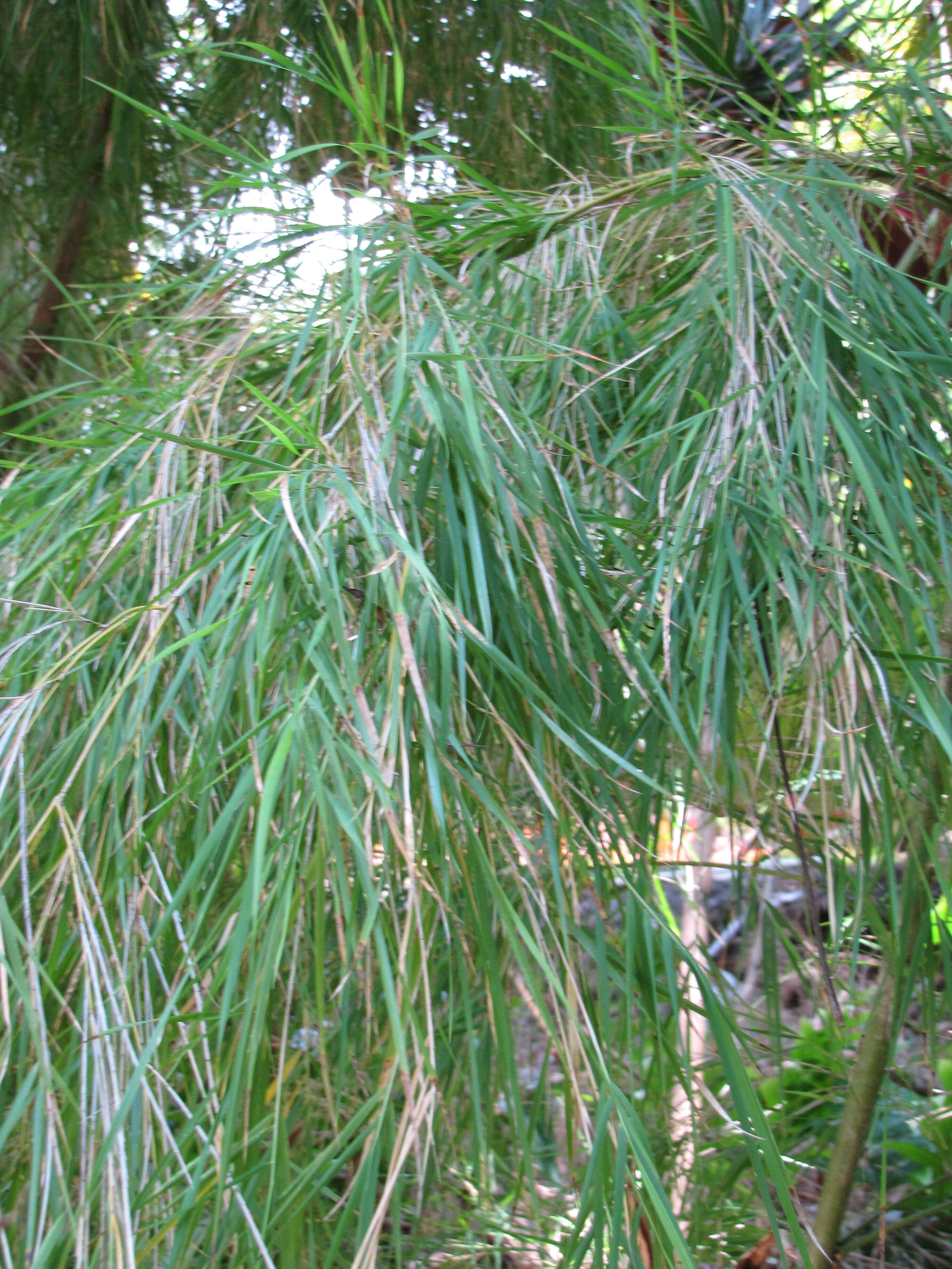 Image of Otatea acuminata (Munro) C. E. Calderón ex Soderstr.