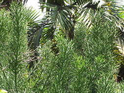 Image of Indiantree spurge