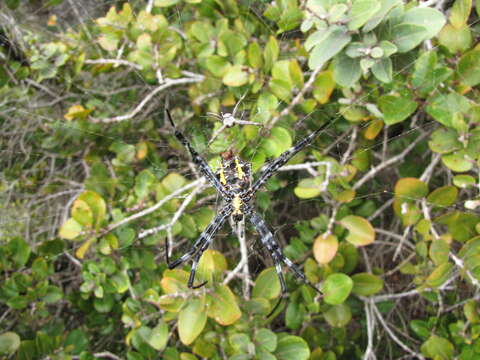 Imagem de Argiope appensa (Walckenaer 1841)