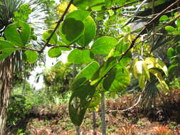 Image of Crape myrtle