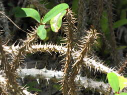 Image of Christ plant