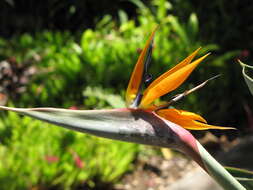 Image of Bird of paradise plant