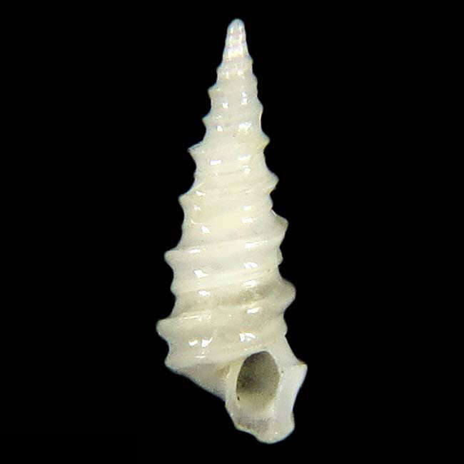 Image de Cyclonidea notabilis Poppe 2008