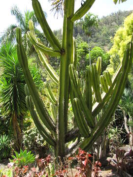 Image of Lady of the Night Cactus