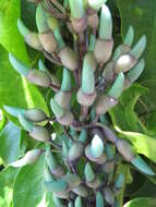 Image of Jade Vine