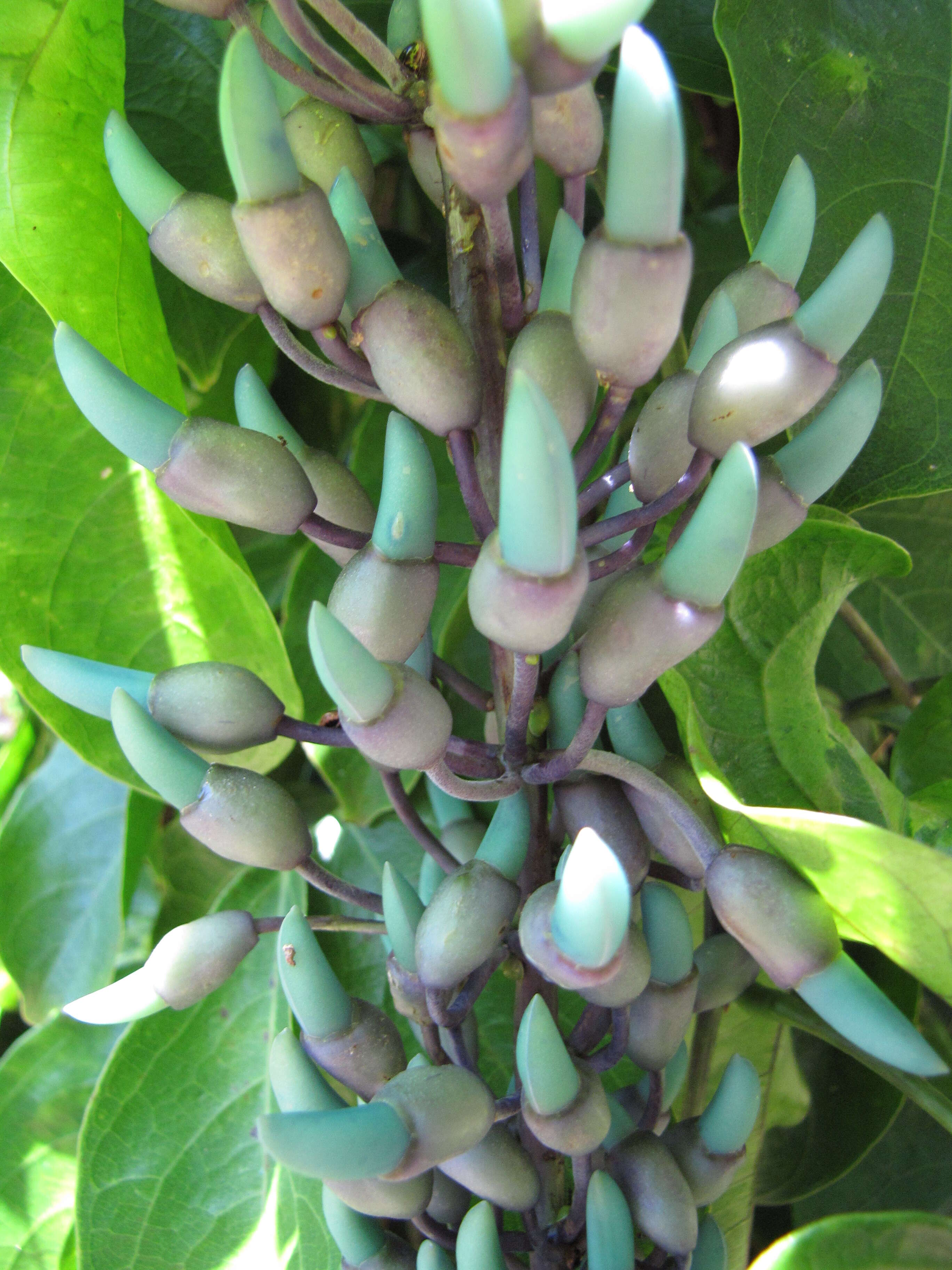 Image of Jade Vine