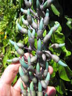 Image of Jade Vine