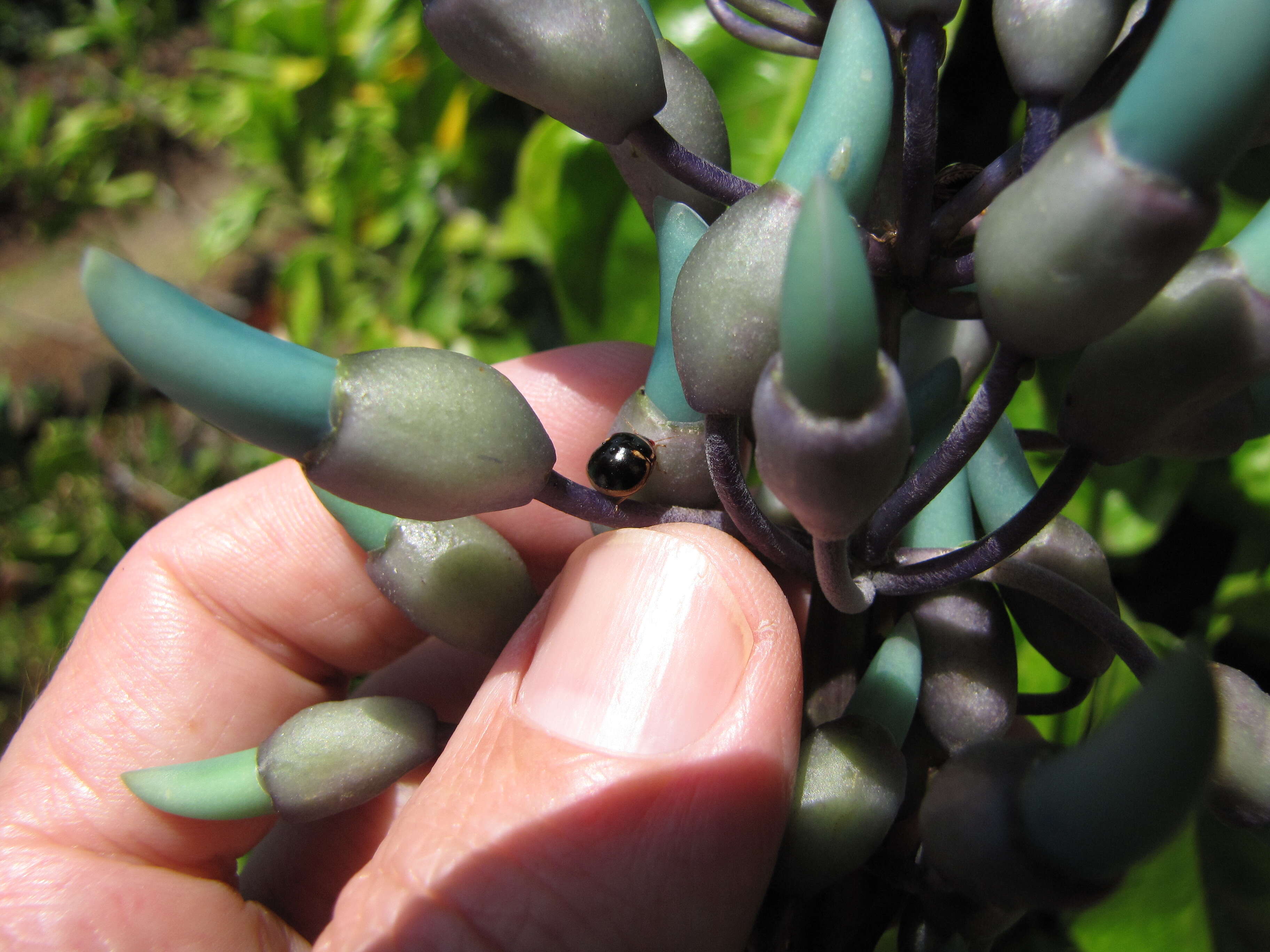 Image of Jade Vine