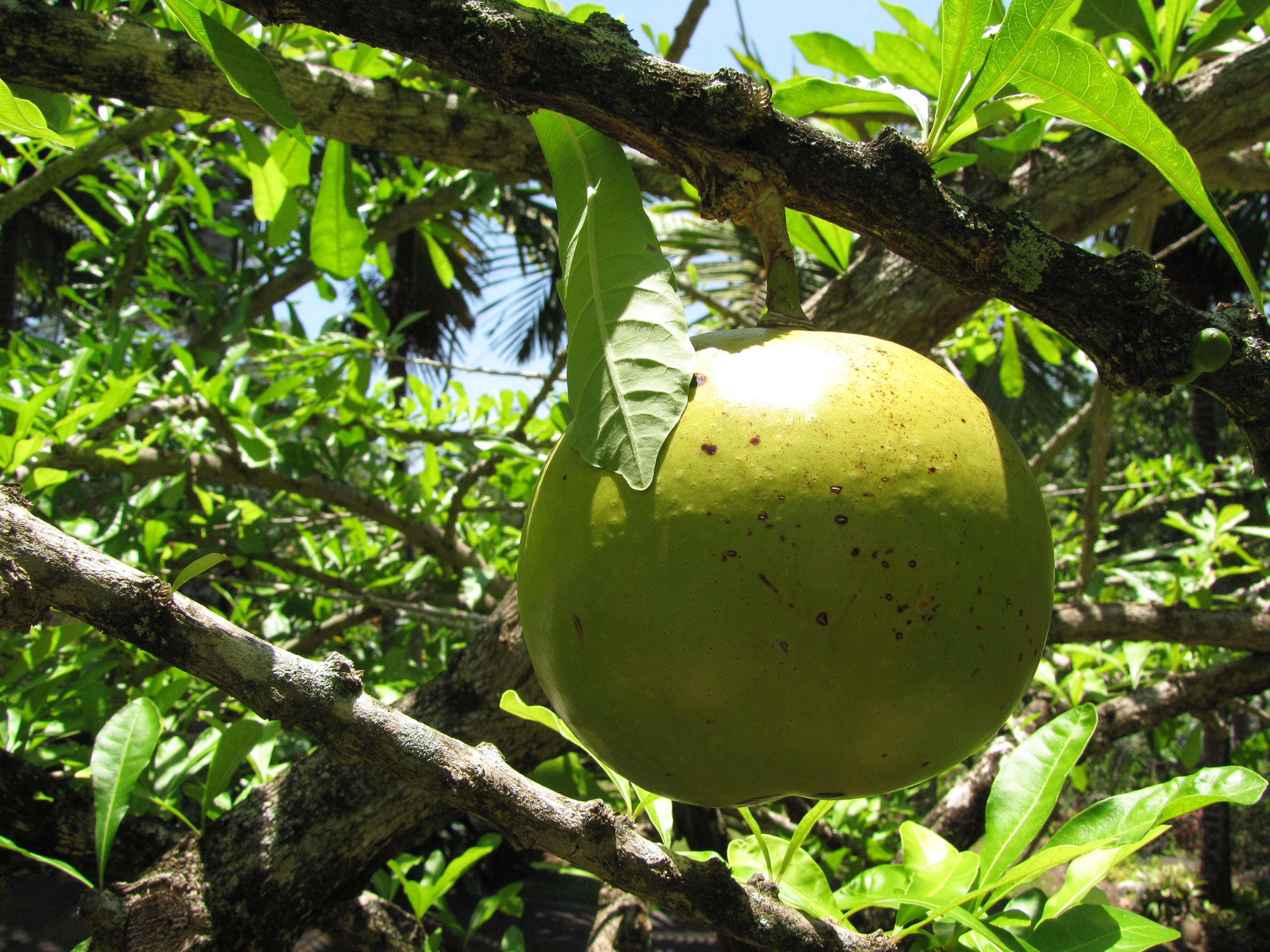 Crescentia cujete L. resmi