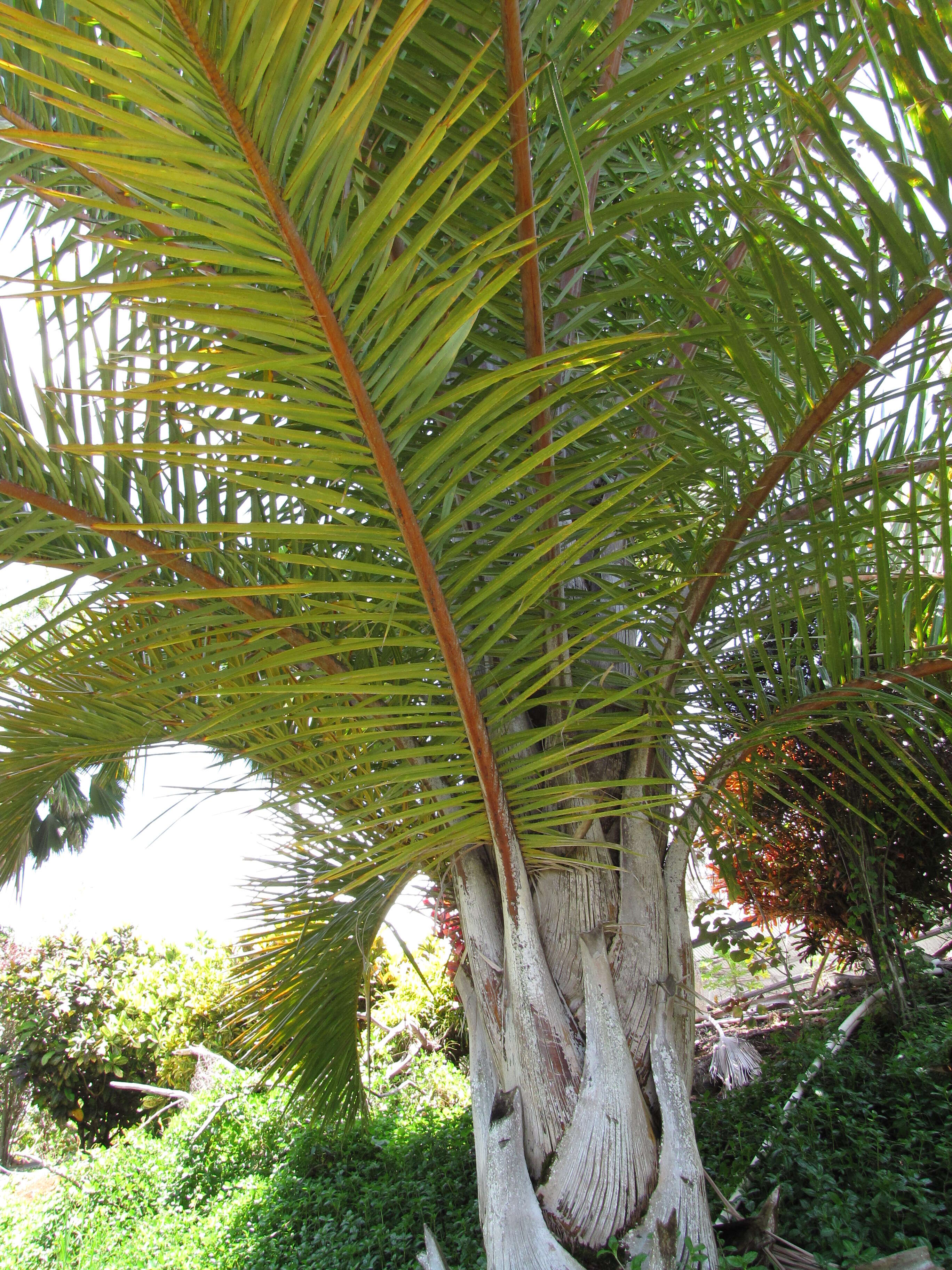 Image of raffia palm