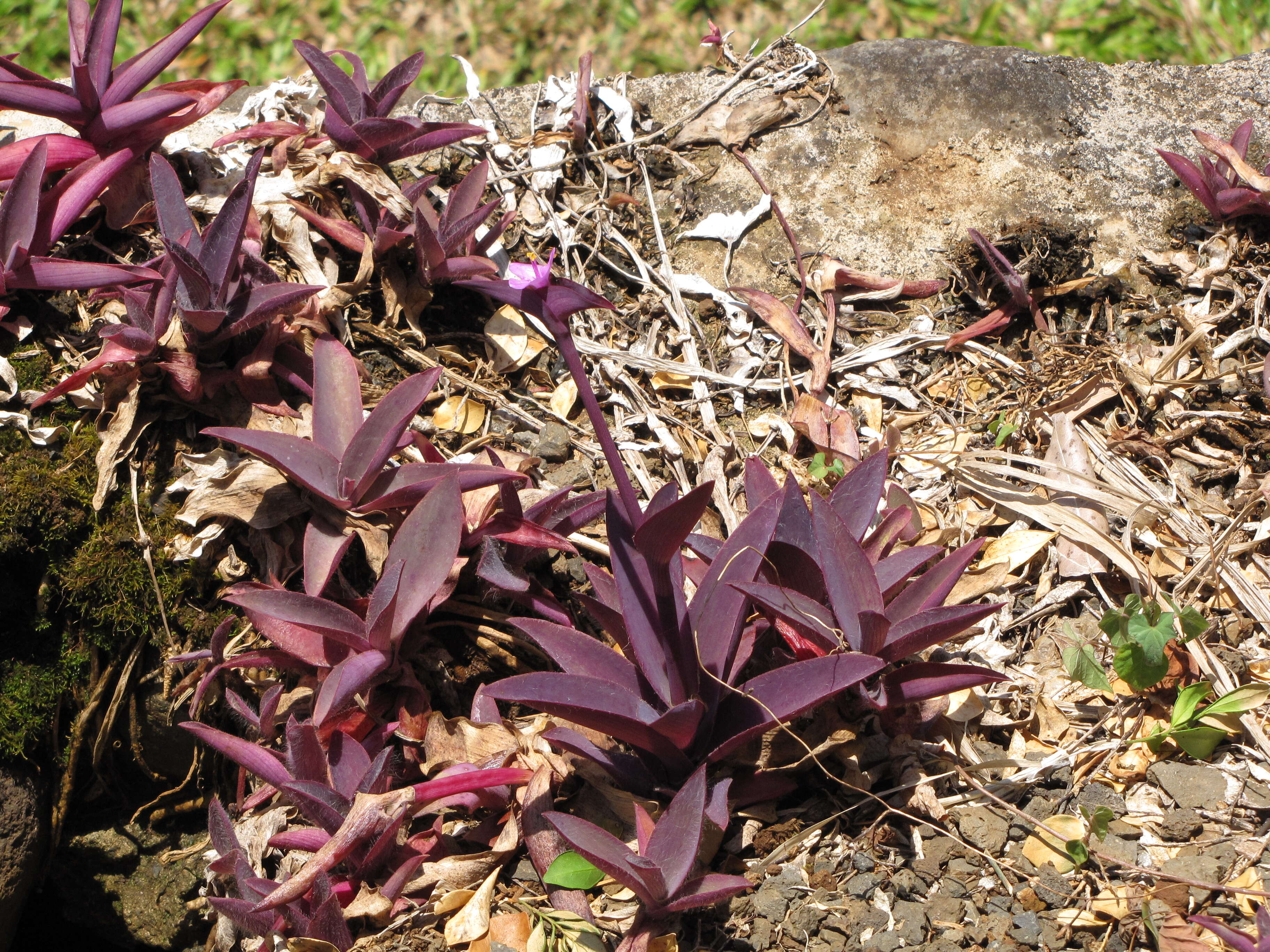 Image of purple heart