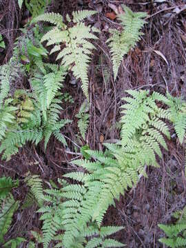 Plancia ëd Microlepia strigosa (Thunb.) C. Presl