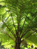 Image of Lacy Tree Fern