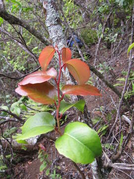 Image of Xylosma hawaiiensis