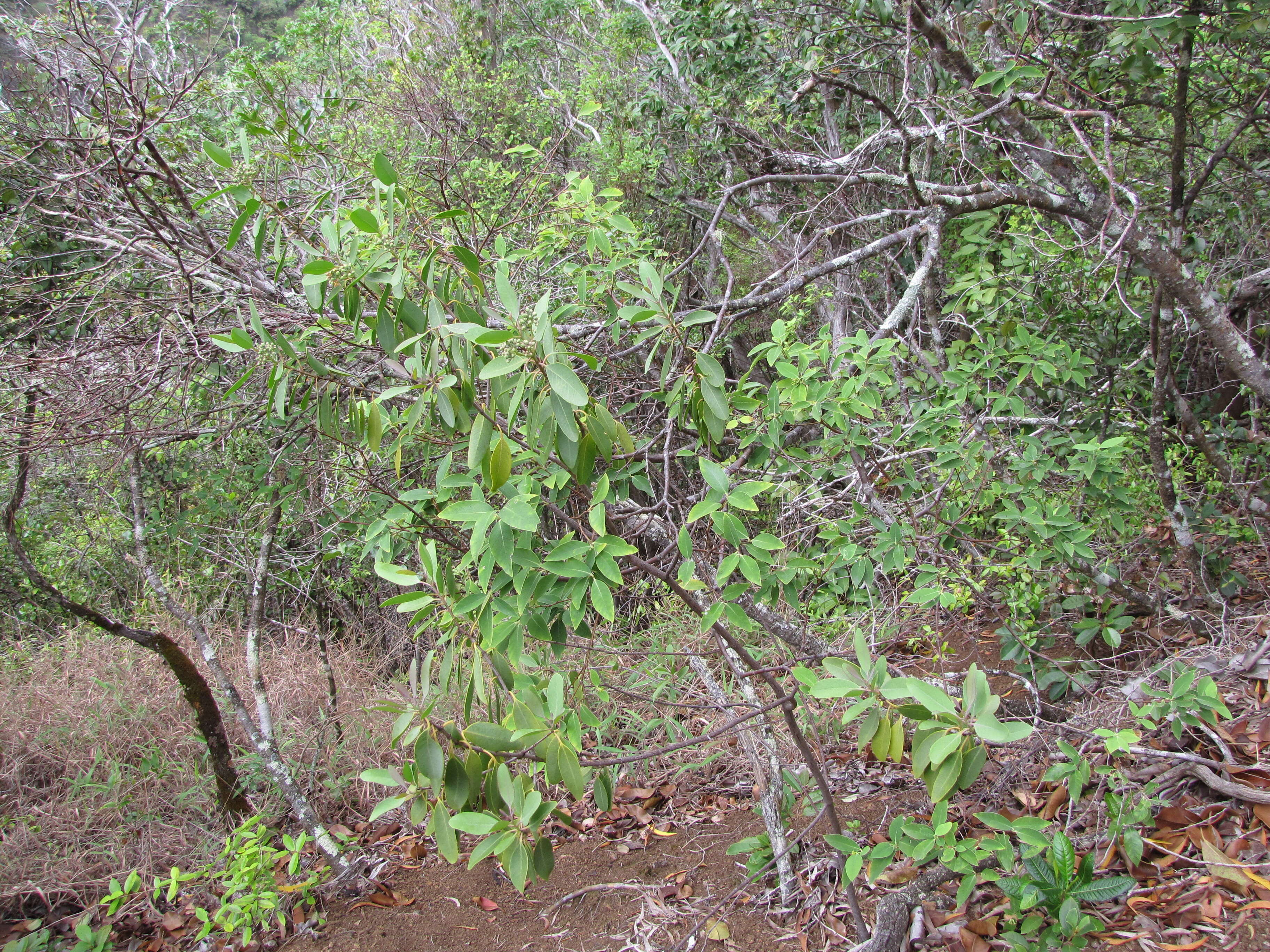 Image of coastal sandalwood