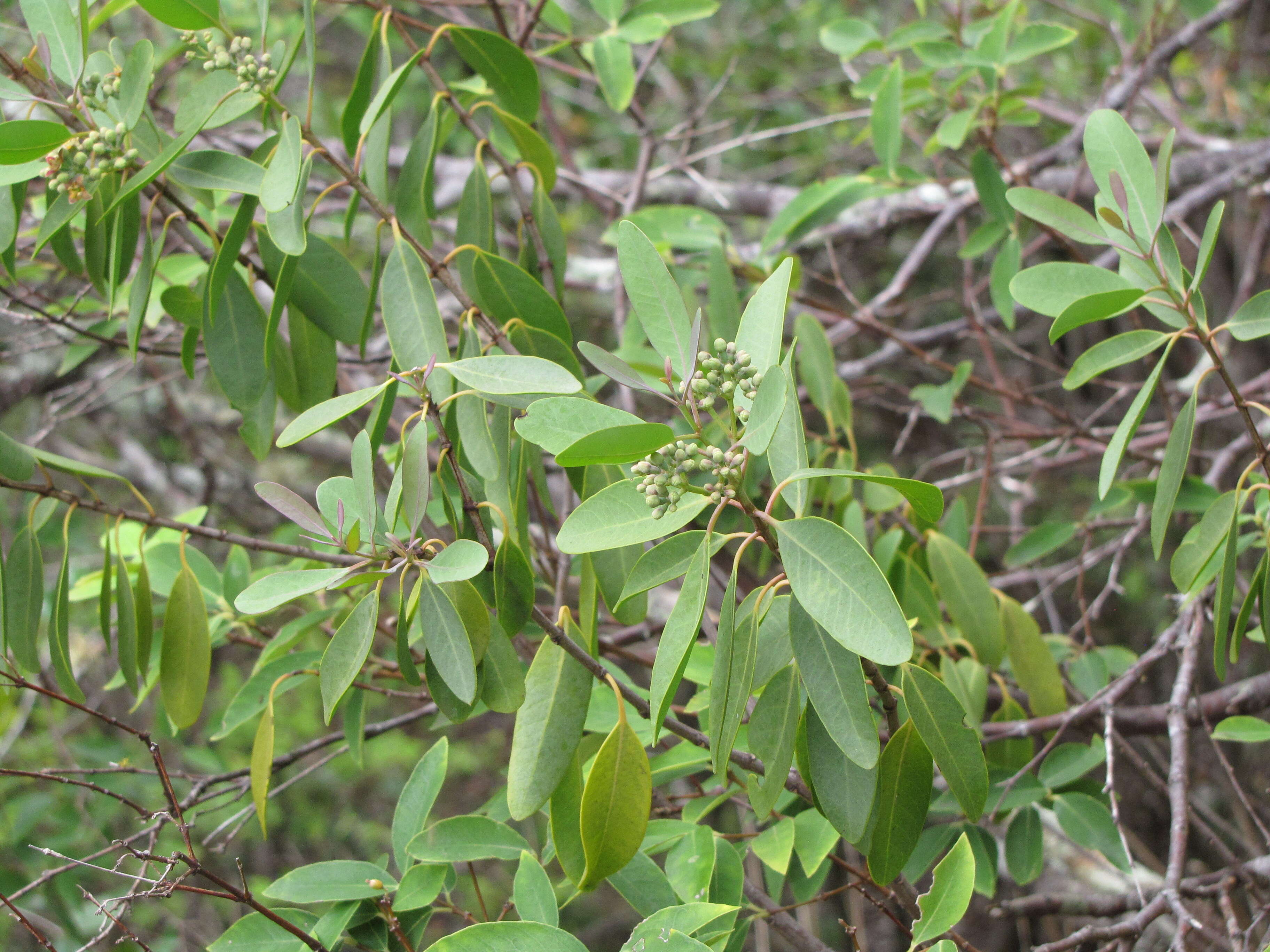 Image of coastal sandalwood