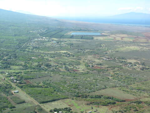 Image of small Philippine acacia