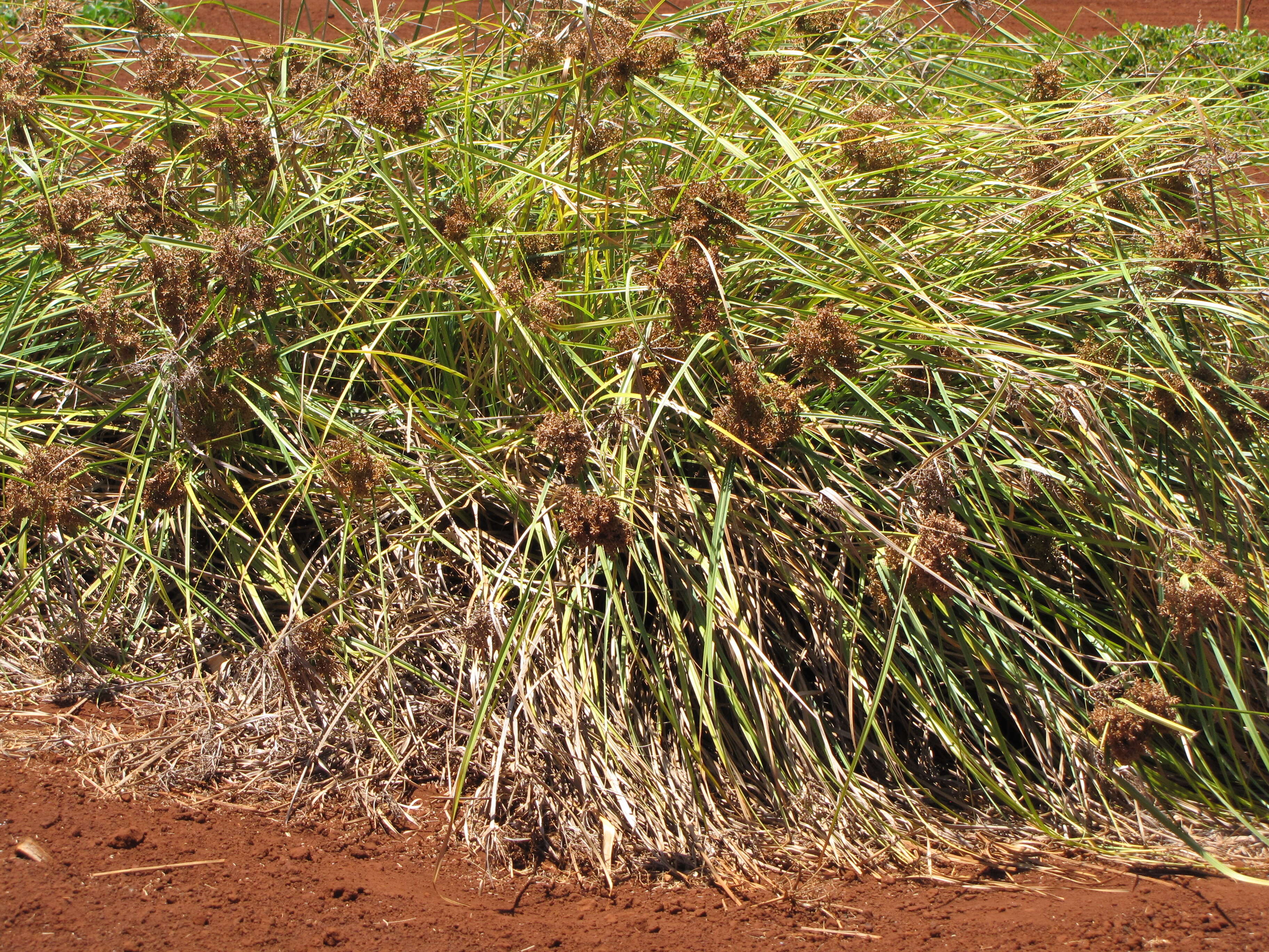 Image of Javanese flatsedge