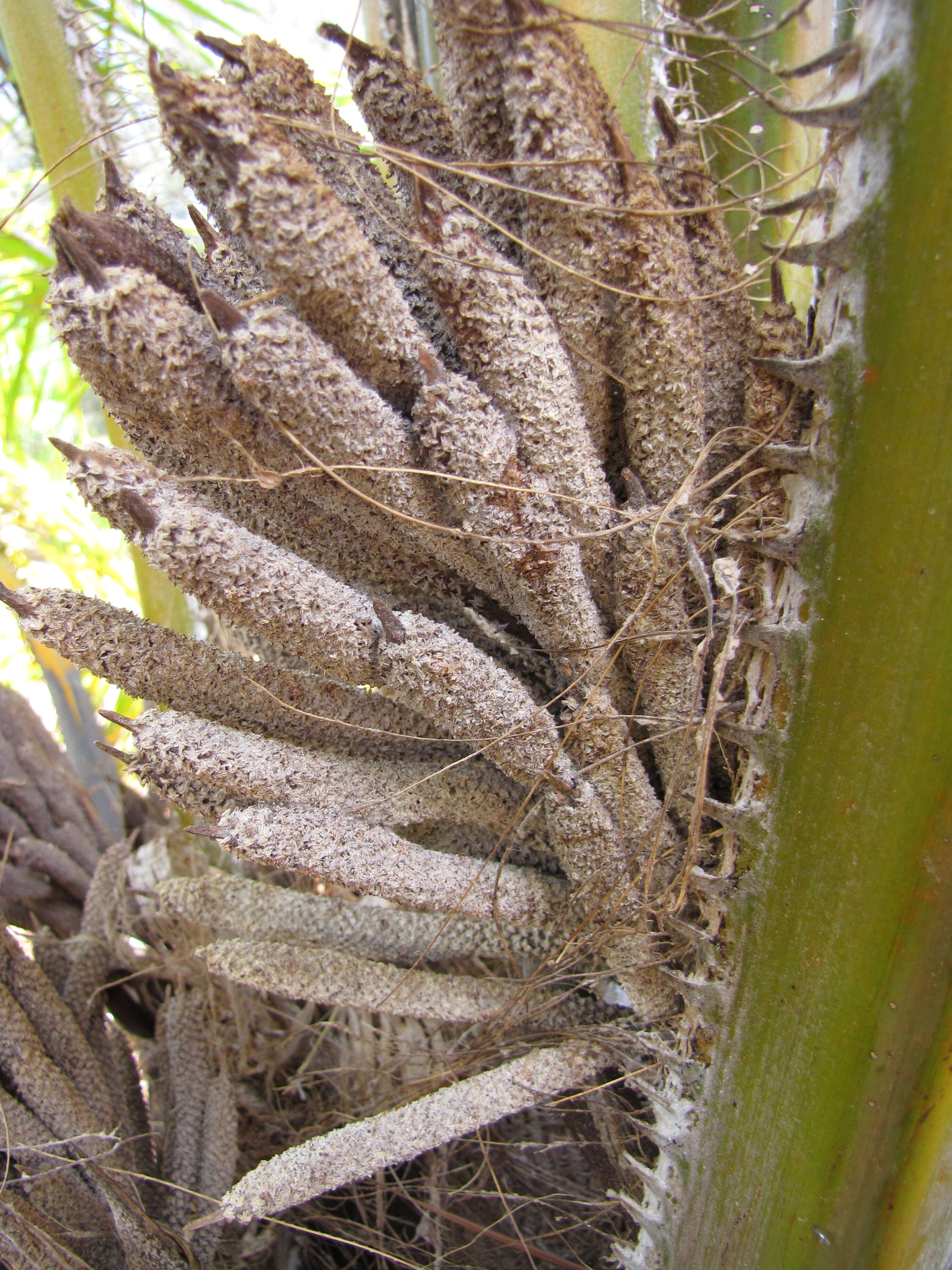 Image of African oil palm