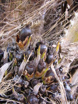 Image of African oil palm