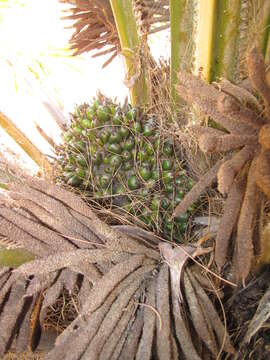 Elaeis guineensis Jacq. resmi