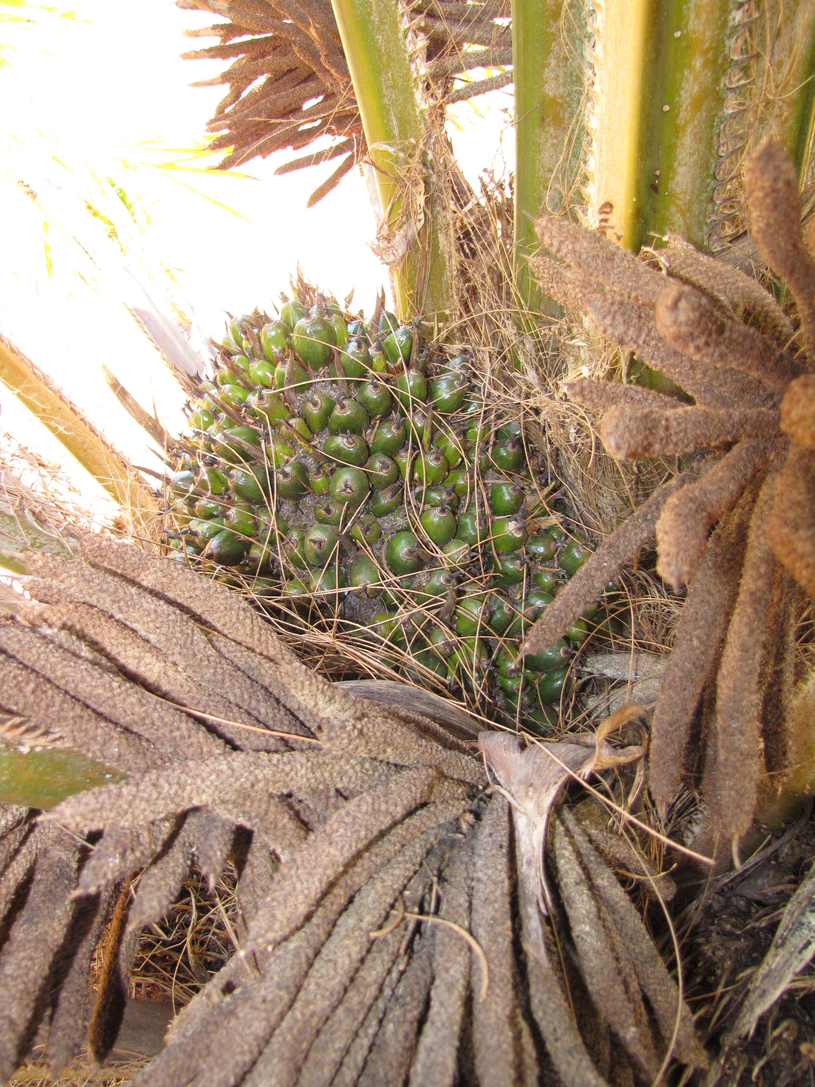 Слика од Elaeis guineensis Jacq.