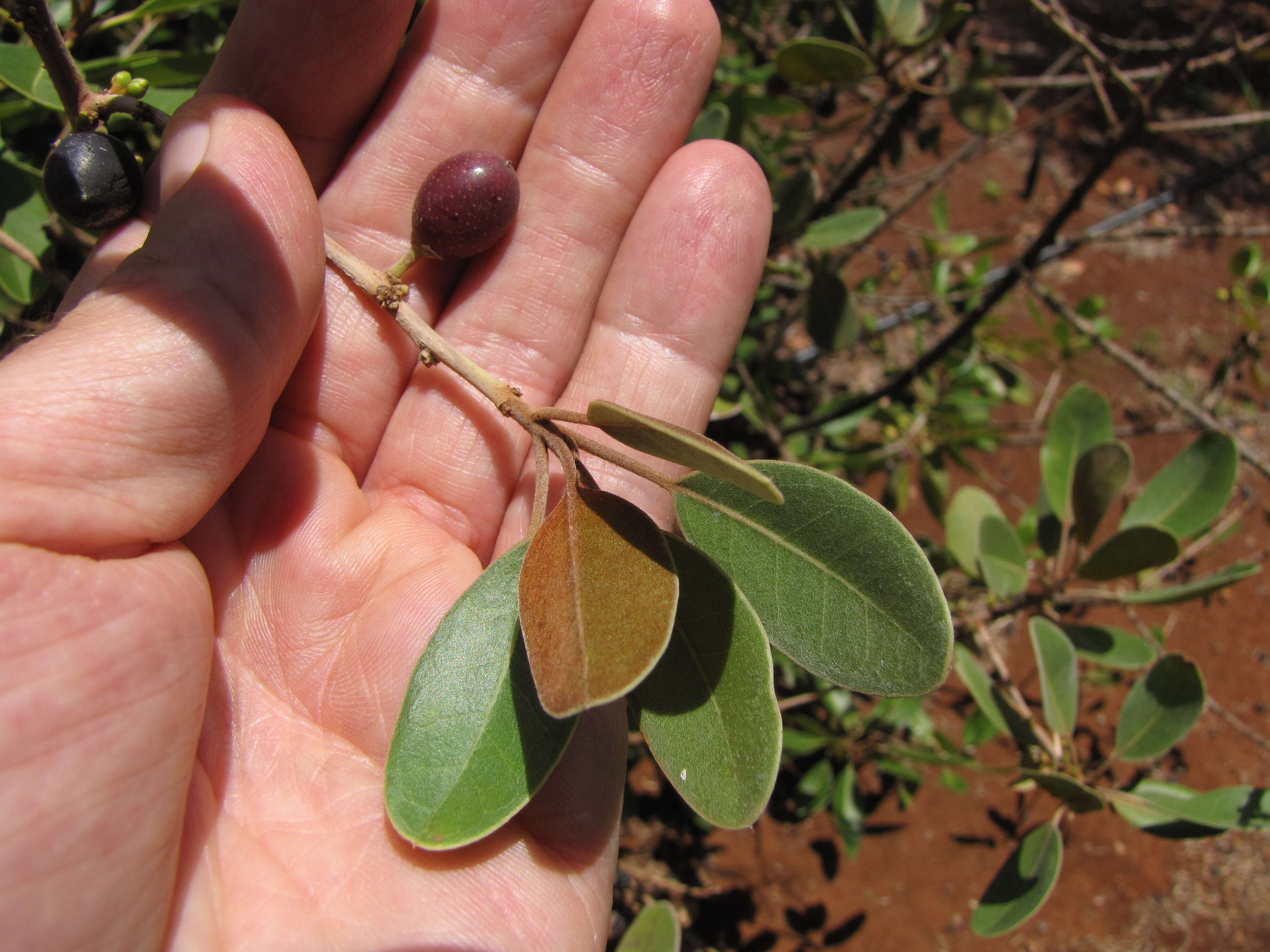 Sideroxylon polynesicum (Hillebr.) Smedmark & Anderb. resmi