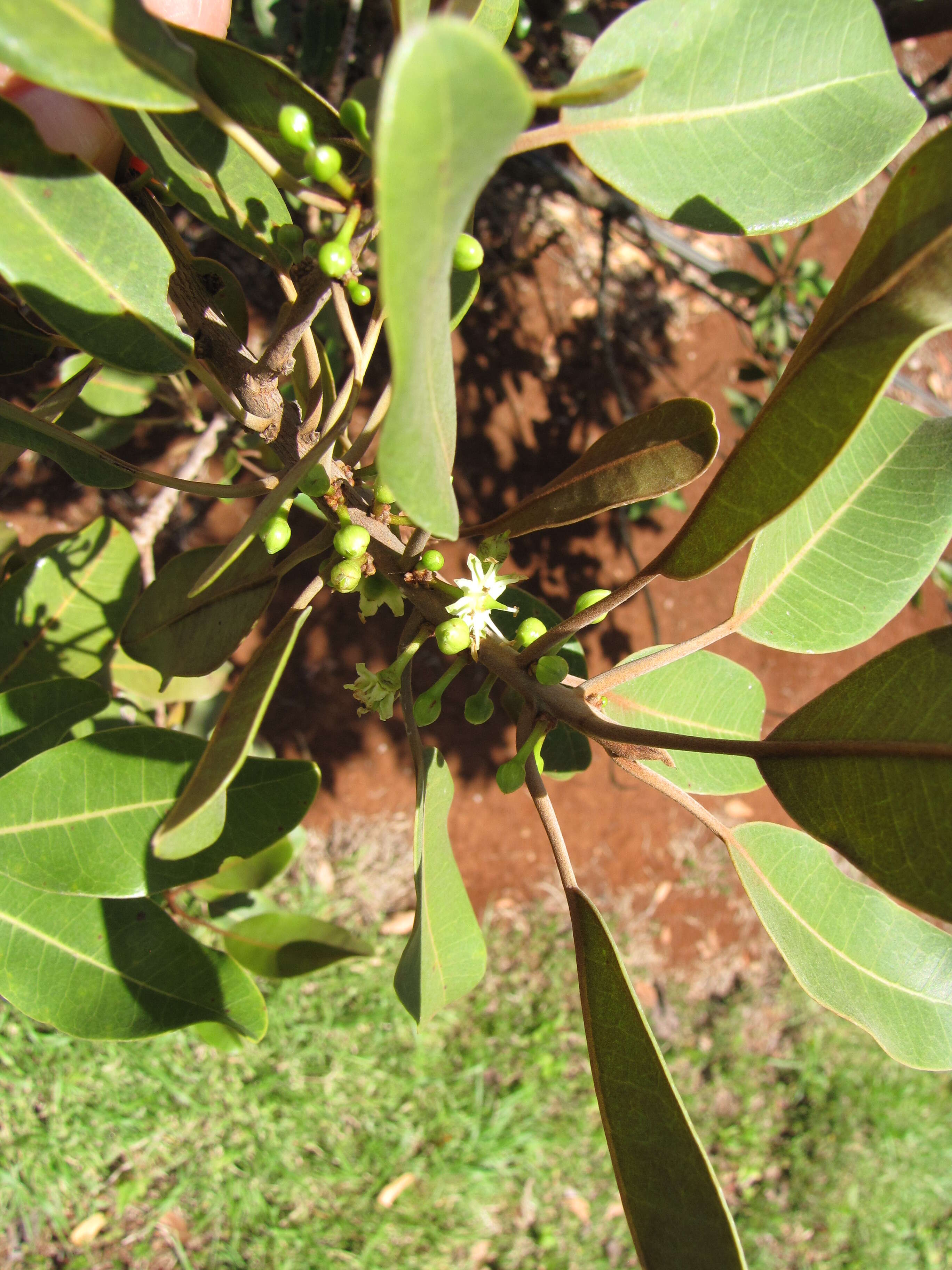 Sideroxylon polynesicum (Hillebr.) Smedmark & Anderb. resmi