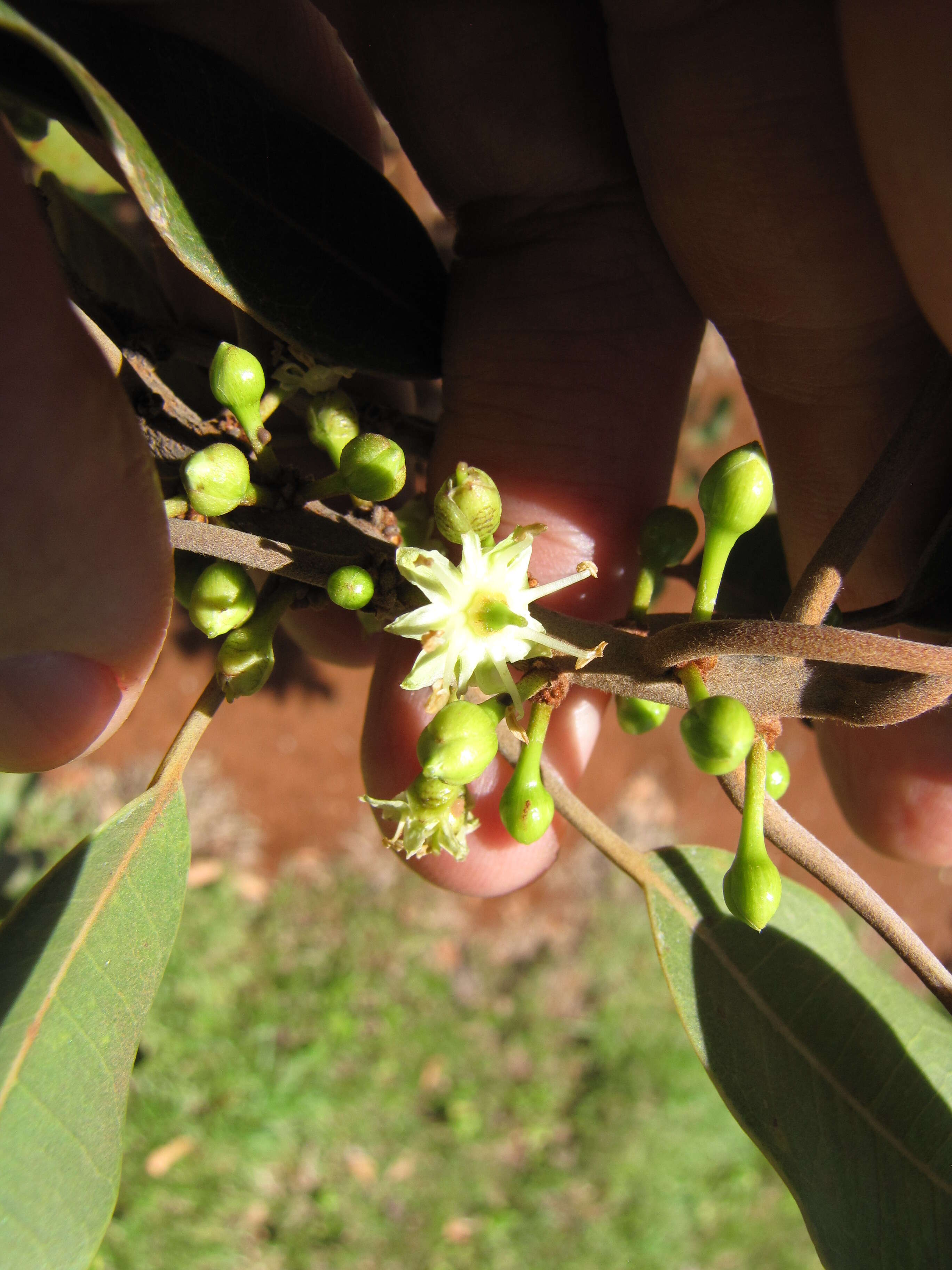 Sideroxylon polynesicum (Hillebr.) Smedmark & Anderb. resmi