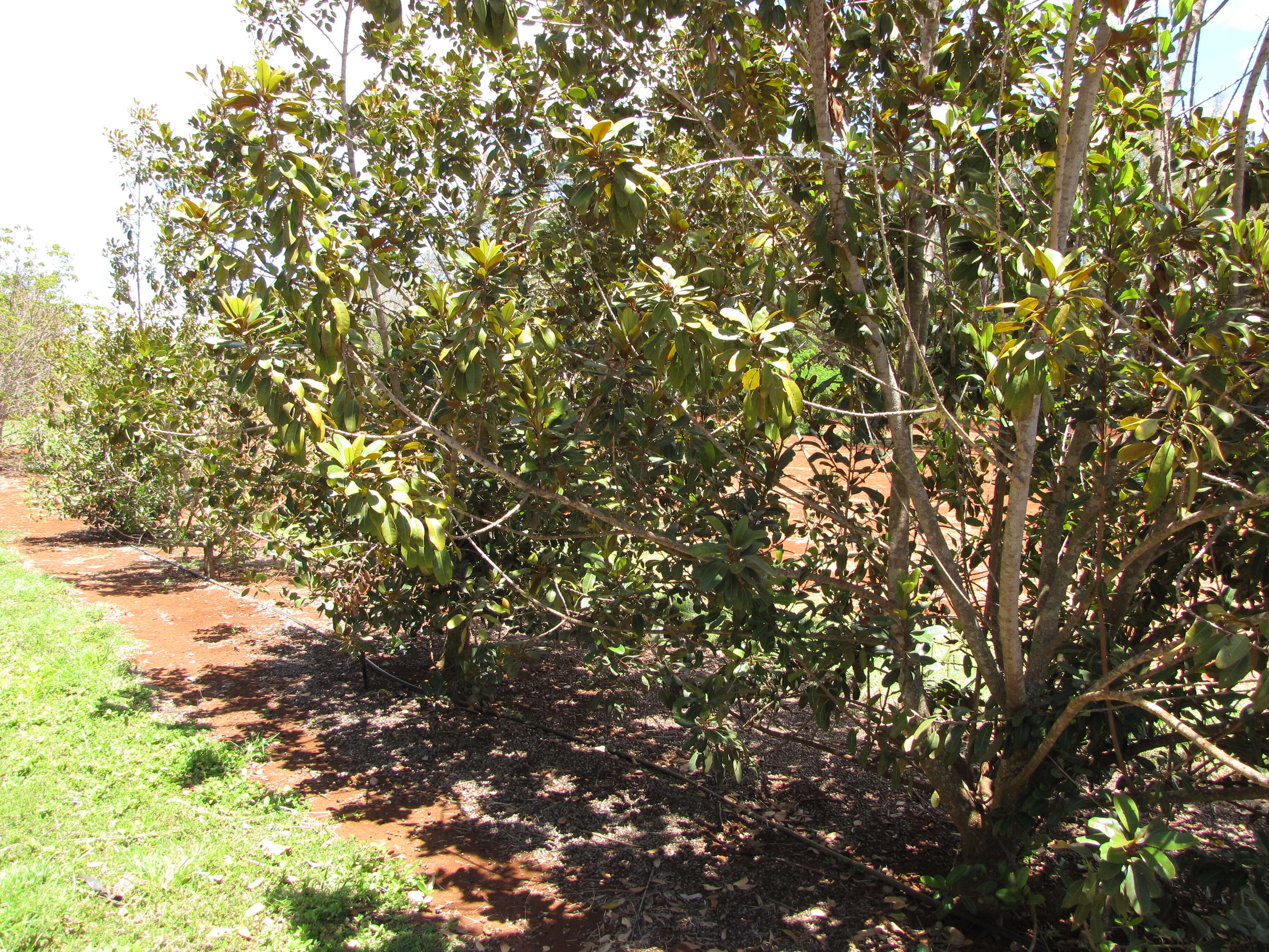 Image of Island nesoluma