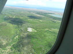 Image of small Philippine acacia