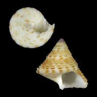 Image of Calliostoma katorii Poppe, Tagaro & Goto 2018