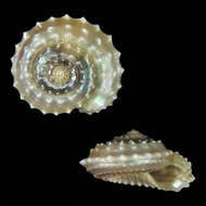 صورة Calliotropis vilvensi Poppe, Tagaro & Dekker 2006