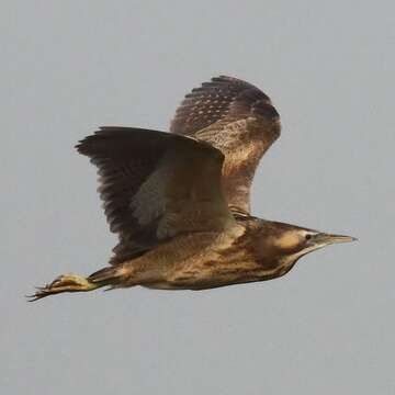 Image of Australasian Bittern