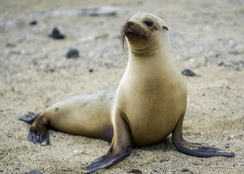 Image of Galapagos Sea Lion