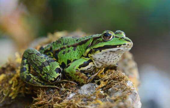 Image of Pelophylax esculentus