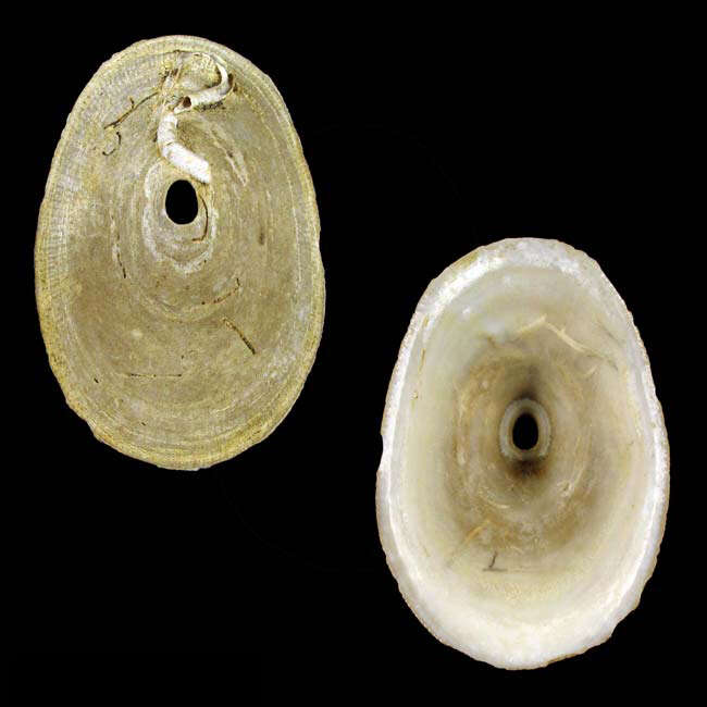 Image of Cosmetalepas massieri Poppe, Tagaro & Sarino 2011