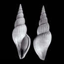 Calliotectum piersonorum Bouchet & Poppe 1995 resmi