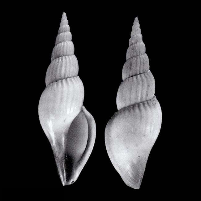 Image of Calliotectum piersonorum Bouchet & Poppe 1995