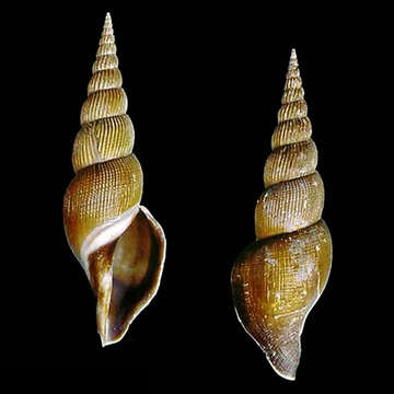 Image of Calliotectum egregium Bouchet & Poppe 1995