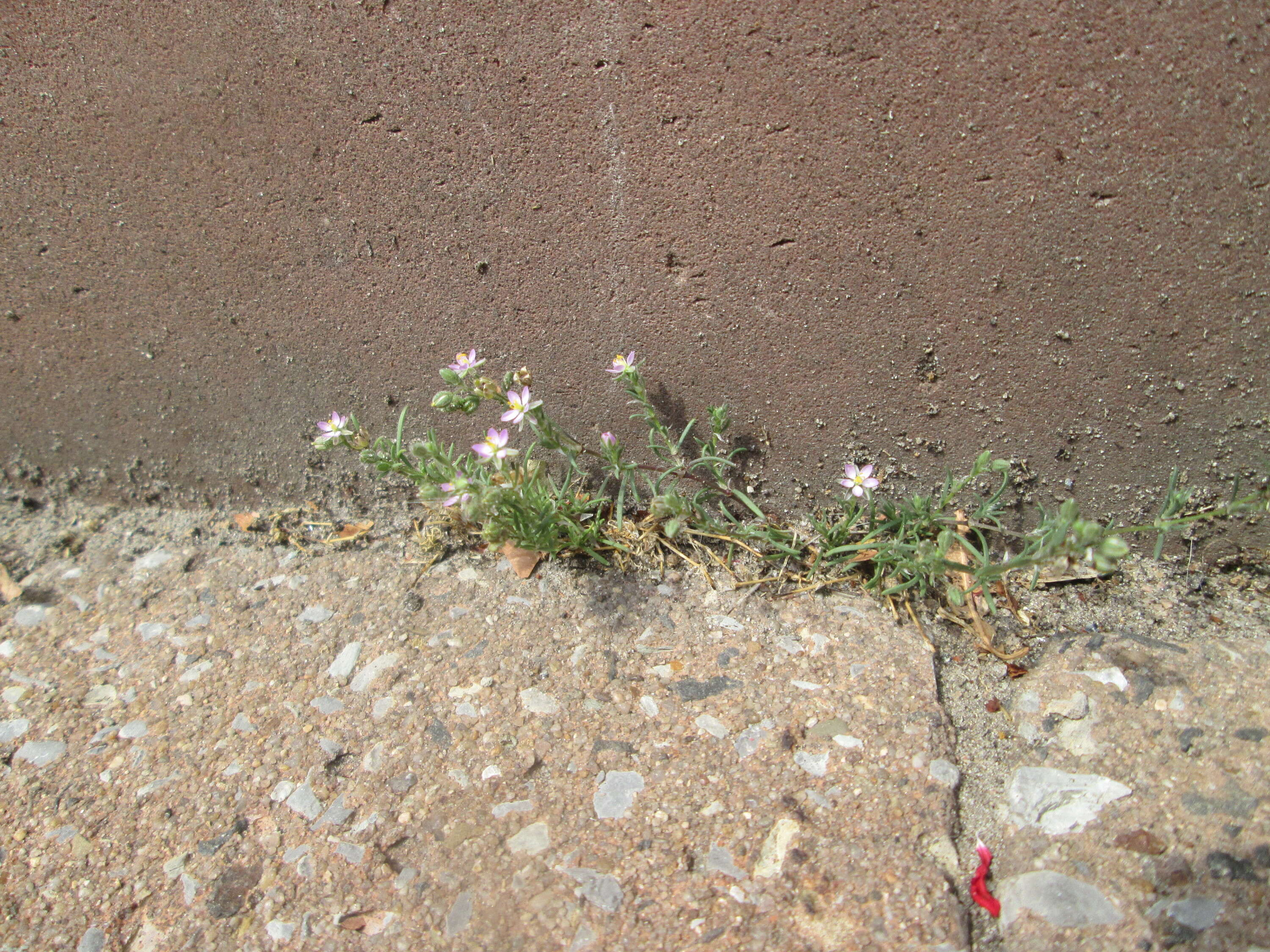 Plancia ëd Spergularia rubra (L.) J. Presl & C. Presl