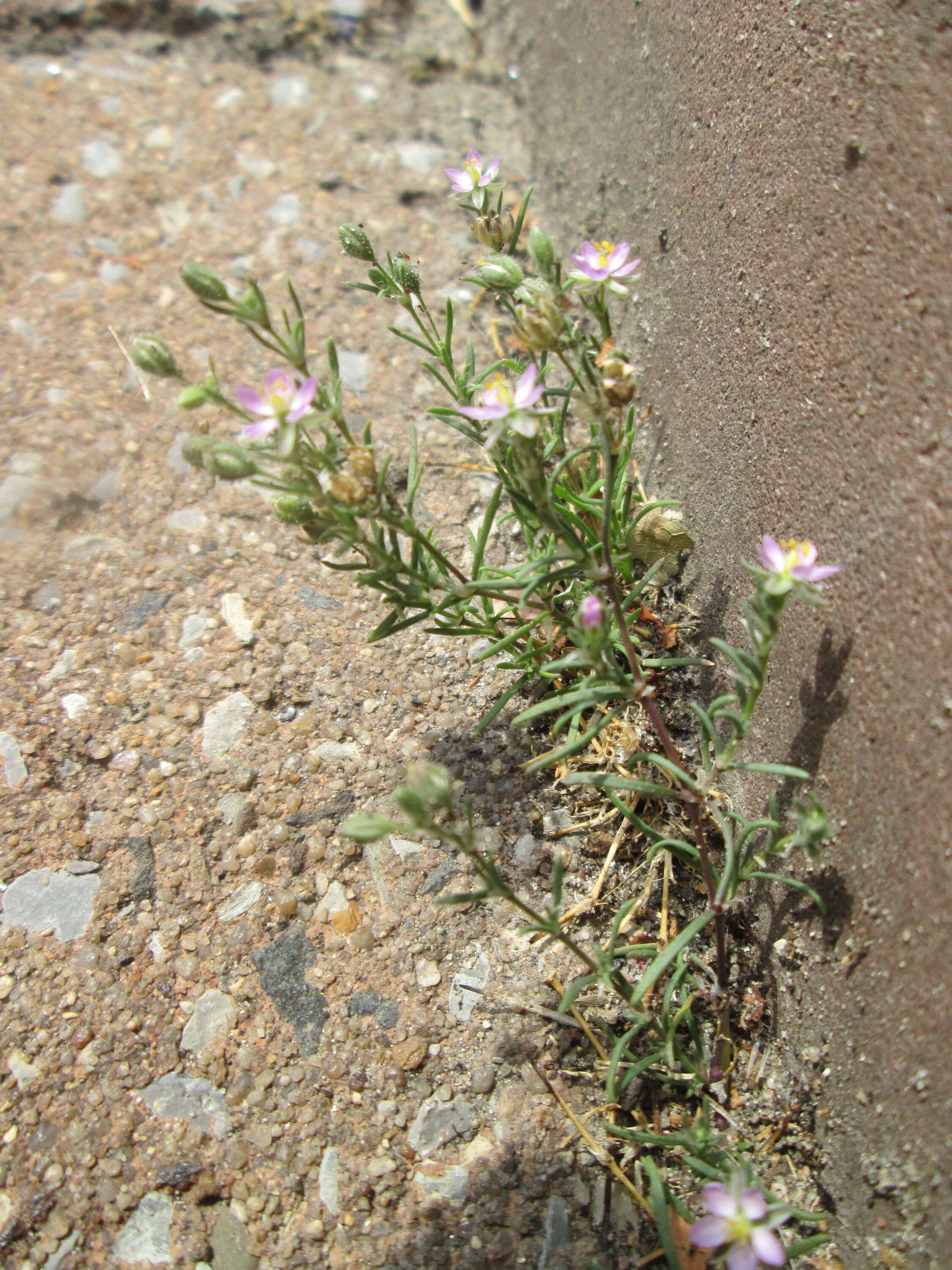 Plancia ëd Spergularia rubra (L.) J. Presl & C. Presl