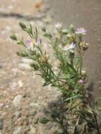 Plancia ëd Spergularia rubra (L.) J. Presl & C. Presl