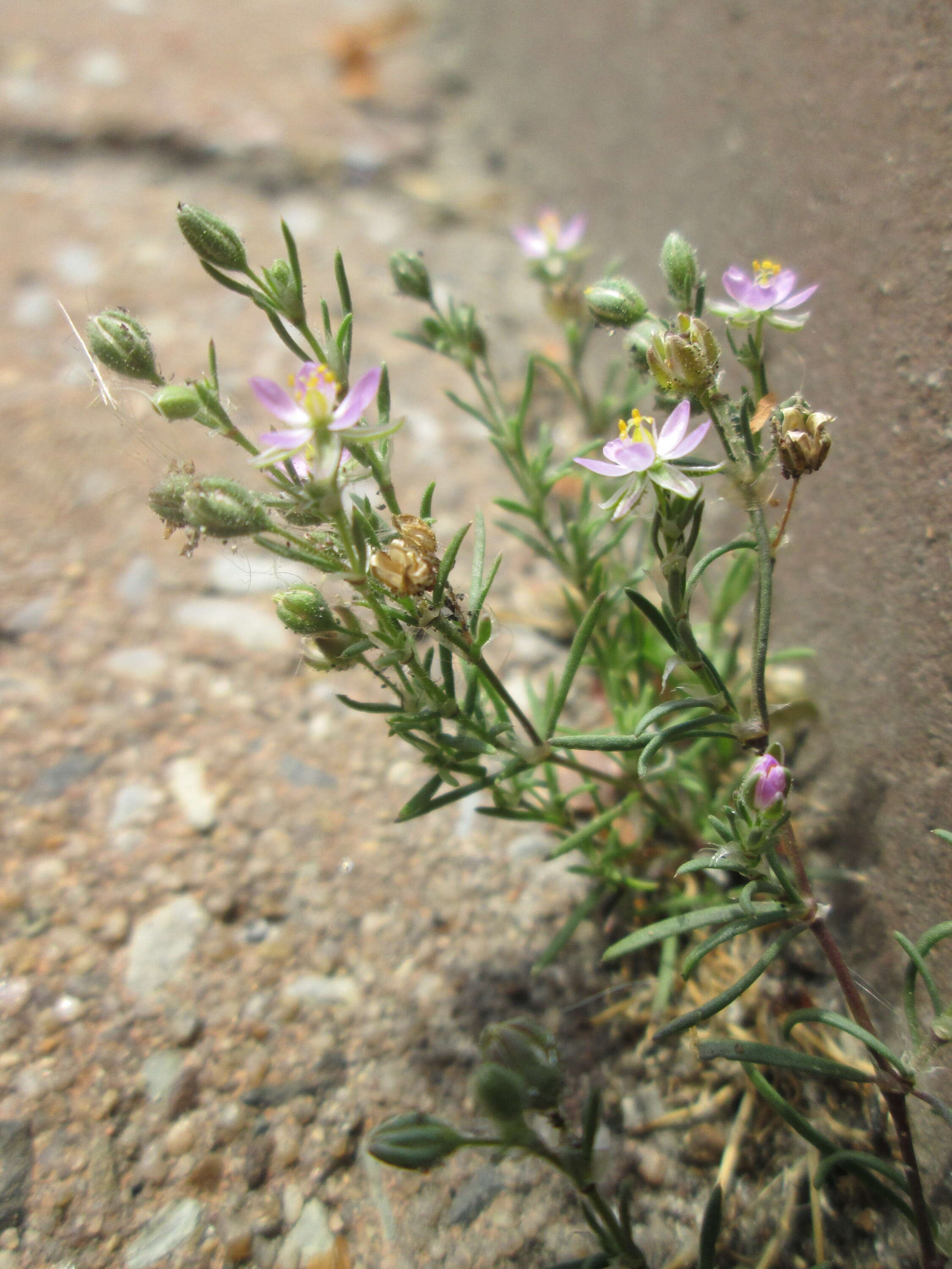 Plancia ëd Spergularia rubra (L.) J. Presl & C. Presl